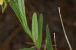 Arrowhead rattlebox